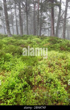 Tapis de Blaeberry (Vaccinium myrtillus) au milieu de la forêt de pins écossais (Pinus sylvestris), forêt de Rothiemurchus, parc national de Cairngorms, Écosse, Royaume-Uni, J Banque D'Images