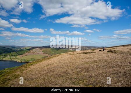 Femme marchant dans un Labrador noir dans le Peak District Banque D'Images