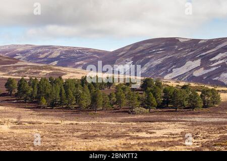 Patchwork de landes hautes plumes et de bois isolé de pin sylvestre (Pinus sylvestris) sur le terrain de tir de mérous, parc national de Cairngorms, Écosse Banque D'Images