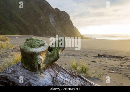 Gros plan sur une vertèbre de baleines abîmés sur un rondin avec une douce lumière de coucher de soleil et une section du Cap Sebastian en arrière-plan dans les coas du sud de l'Oregon Banque D'Images