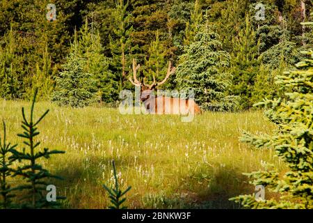 Elks sur la promenade de la rivière Bow à Banff, parc national Banff, Alberta, montagnes Rocheuses, Canada Banque D'Images