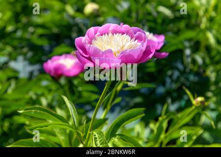 Fleur de pivoine bicolore magenta et jaune poussant dans une pépinière ou un jardin sur un buisson vert-vert-vert au printemps vue en gros plan Banque D'Images