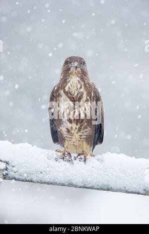 Buteo buteo (Buteo buteo), un bourdonnement à la porte dans la neige qui tombe, Écosse, Royaume-Uni, janvier. Banque D'Images