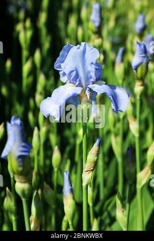 Indigo ou Iris bleu vif plante en fleur parmi les bourgeons d'ouverture dans un lit de fleurs en gros plan dans un jardin de printemps Banque D'Images