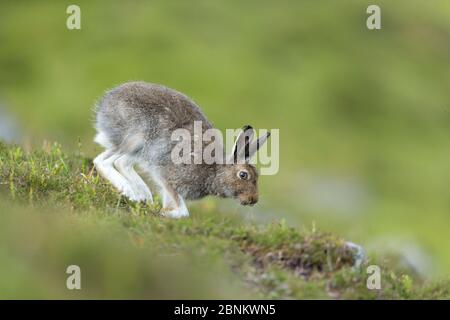 Lièvre (Lepus timidus) en été, pelage/pelage en cours, Écosse, Royaume-Uni, juin. Banque D'Images