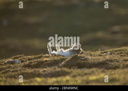 Mountain Hare (Lepus timidus), qui fait partie du comportement masculin, Écosse, Royaume-Uni, juin. Banque D'Images