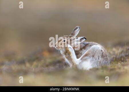 Lièvre (Lepus timidus) en peaux de printemps/toilettage, Écosse, Royaume-Uni, avril. Banque D'Images