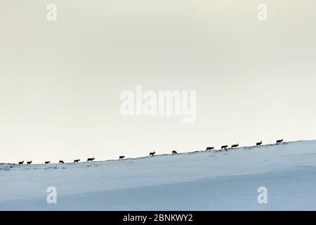 Le cerf-Rouge (Cervus elaphus) se lague en ligne sur la lande, Écosse, Royaume-Uni, février. Banque D'Images