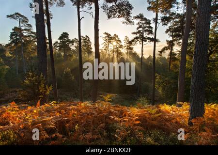 Filtrage du soleil dans les bois de pin le matin de l'automne, Rothiemurchus, parc national de Cairngorms, Écosse, Royaume-Uni, septembre. Banque D'Images