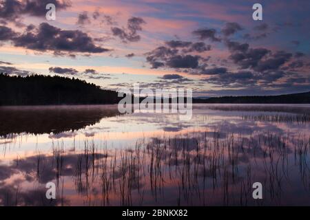 Lever de soleil sur le Loch Garten, Forêt Abernethy, Parc national de Cairngorms, Écosse, Royaume-Uni, juin 2013. Banque D'Images