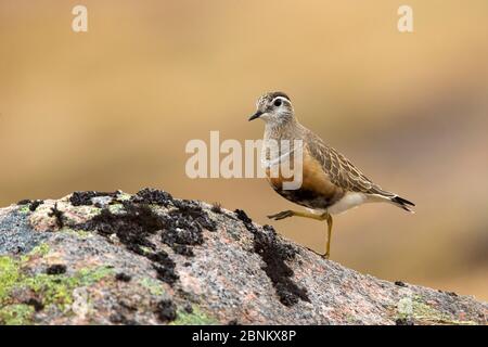 Dotterel (Charadrius morinellus) debout sur le rocher, parc national de Cairngorms, Écosse, Royaume-Uni, mai. Banque D'Images