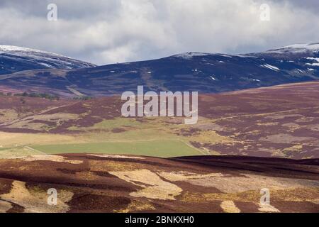 L'habitat mixte de Heather landes et pâturages de moutons, The Glenlivet, le nord de l'Ecosse, Royaume-Uni, avril 2016. Banque D'Images