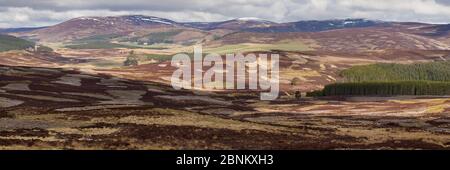 L'habitat mixte des hautes terres de lande de bruyère, l'exploitation commerciale des forêts et pâturages de moutons, The Glenlivet, le nord de l'Ecosse, Royaume-Uni, avril 2016. Banque D'Images