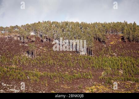 Bois de pins isolés montrant la régénération des arbres dans les landes de bruyère, succession de Lochindorb, Ecosse, UK, avril 2016. Banque D'Images