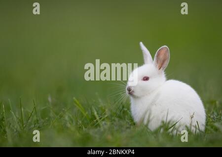 Lapin (Oryctolagus cuniculus) albinos juvénile, Bourgogne, France. Banque D'Images