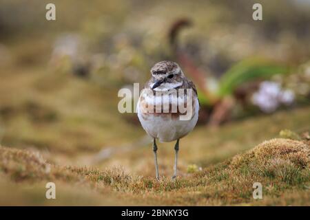 Île d'Auckland dotterel à bandes (Charadrius bicinctus exilis) Île Enderby dans l'archipel subarantarctique des îles d'Auckland, Nouvelle-Zélande, janvier Banque D'Images