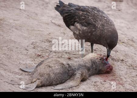 Le skua subantarctique (Antarctique de Catharacta) se nourrit d'un pup de malion néo-zélandais mort (Phocarctos hookeri) Enderby Island dans l'île subantarctique d'Auckland Banque D'Images