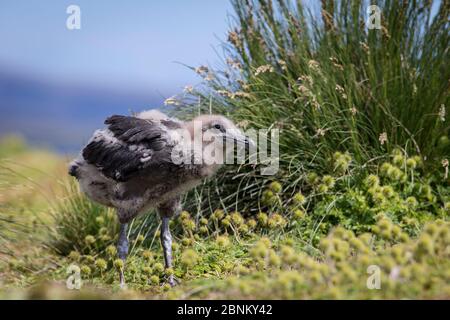 Subarantarctic skua (Antarctique de Catharacta) poussin à l'île Enderby dans l'archipel des îles subantarctiques d'Auckland, Nouvelle-Zélande, janvier Banque D'Images