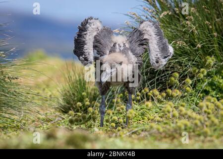 Subantarctic skua (Catharacta antarctique) ailes de poussin étirant, île Enderby dans l'archipel subantarctique des îles d'Auckland, Nouvelle-Zélande, Janua Banque D'Images