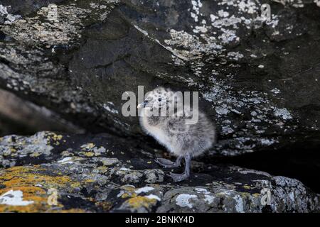 La berge à dos noir du sud (Larus dominicanus) poussette à l'île Enderby, dans l'archipel subantarctique des îles d'Auckland, Nouvelle-Zélande, janvier Banque D'Images