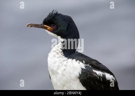 Auckland Island Shag (Leucocarbo colensoi) à l'île Enderby, dans l'archipel subantarctique des îles d'Auckland, Nouvelle-Zélande, janvier Banque D'Images