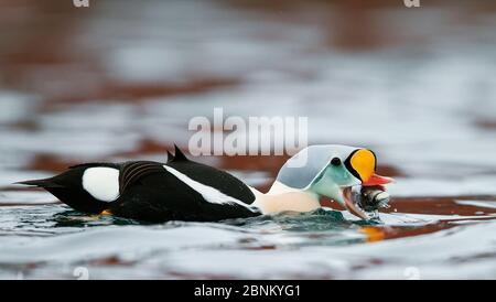 Le roi eider (Somateria spectabilis) mâle se nourrissant sur la palourdes, Batsfjord, Norvège Mars Banque D'Images