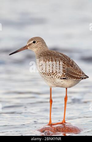 Redshank (Tringa totanus), portrait juvénile, UTO, Finlande, juillet Banque D'Images