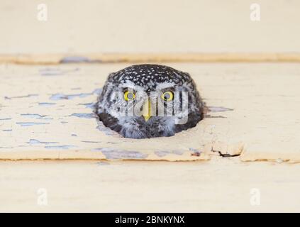 La tête de la chouette pygmée (Glaucidium passerinum) se déforme du trou de nid, Kuusamo, Finlande, février Banque D'Images