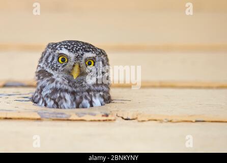 La tête de la chouette pygmée (Glaucidium passerinum) se déforme du trou de nid, Kuusamo, Finlande, février Banque D'Images