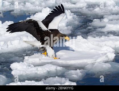 L'aigle de mer de Steller (Haliaeetus pelagicus) en vol au-dessus de la glace de mer, Hokkaido Japon février Banque D'Images