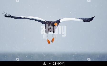 L'aigle de mer de Steller (Haliaeetus pelagicus) en vol au-dessus de la glace de mer, Hokkaido Japon février Banque D'Images