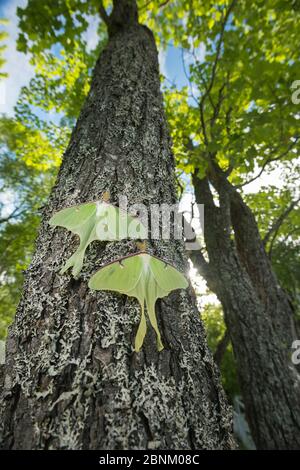 Papillons (Actias luna luna) Nouveau Brunswick, Canada, juin. Banque D'Images