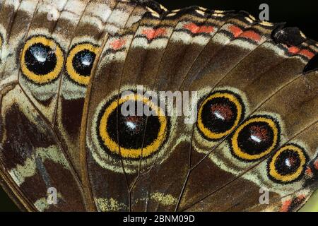 Eyespots sur l'aile de papillon géant de la chouette, (Caligo memnon) Parc national de Tortuguero, Costa Rica, février 2015. Banque D'Images