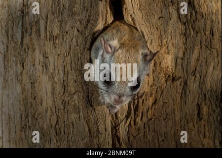 Écureuil volant du Nord (Glaucomys sabrinus) dans la cavité du nid, Nouveau-Brunswick, Canada, décembre 2014. Banque D'Images