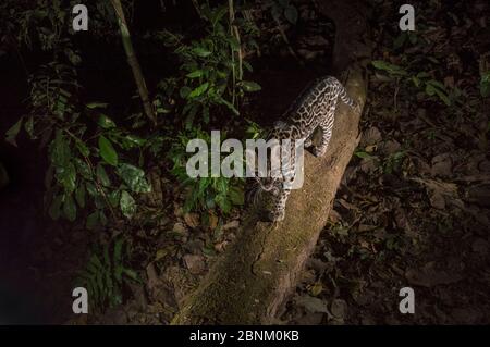 Ocelot (Leopardus pardalis) marchant sur le tronc d'arbre. Image de piège de caméra, Péninsule de Nicoya, Costa Rica. Banque D'Images