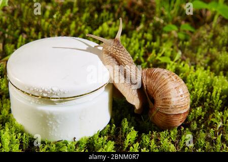Escargot bordeaux brun sur un contenant cosmétique de crème blanche dans un pot sur fond naturel de mousse verte. Banque D'Images