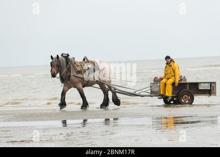 Pêcheur de crevettes en mer avec son Brabant, un cheval belge à fort tirant, à Oostduinkerke, Flandre Occidentale, Belgique. Juillet 2016. Banque D'Images