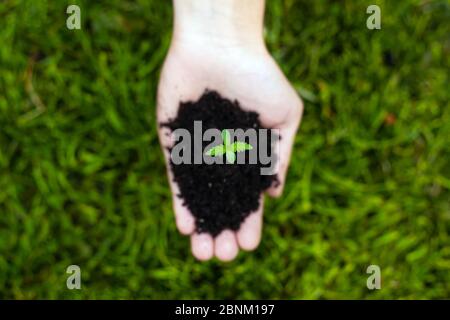 la marijuana pousse dans la main de palmier sur fond d'herbe verte vue du dessus, plante de cannabis médical. Banque D'Images