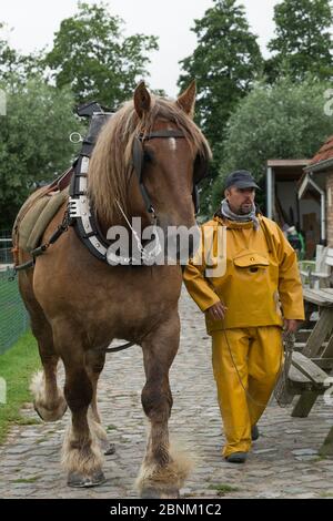 Pêcheur préparant son Brabant, un cheval belge à fort tirant, à pêcher la crevette, à Oostduinkerke, Flandre Occidentale, Belgique. Juillet 2016. Banque D'Images