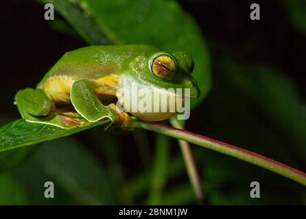 MALABAR (Rhacophorus malabaricus), espèce endémique de Ghats occidentaux mâles appelant à attirer le partenaire. Coorg, Karnataka, Inde. Banque D'Images