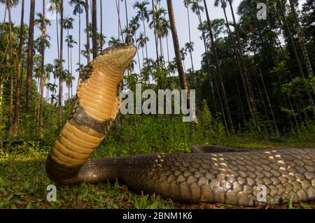 Cobra royal (Ophiophagus hannah), faible point de vue grand angle Agumbe, Karnataka, Western Ghats, India. Espèces vulnérables Banque D'Images