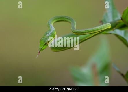 Serpent vert de vigne (Aheatulla nasuta), Agumbe, Karnataka, Inde.