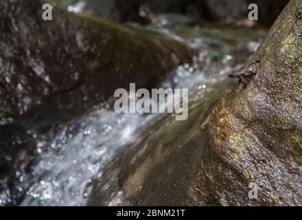Le crapaud torrent MALABAR (Ghatophyryne orné), dans son habitat. Coorg, Karnataka, Inde. Endémique aux Ghats occidentaux. Espèces en voie de disparition. Banque D'Images