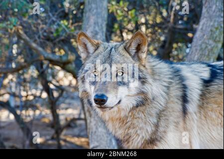 Loup gris arctique (Canis llupus linnaeus) California Wolf Centre, captif, comté de San Diego, Californie, États-Unis, octobre. Banque D'Images