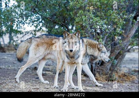 Loup gris arctique (Canis llupus linnaeus) California Wolf Centre, captif, comté de San Diego, Californie, États-Unis, octobre. Banque D'Images