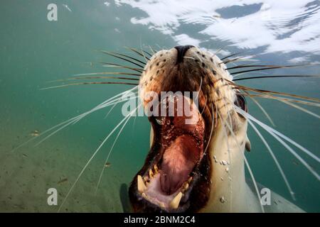 Lion de mer de Nouvelle-Zélande (Phocarctos hookeri) femelle à large bouche ouverte, dans l'eau de la colonie de Sandy Bay, île d'Enderby, archipel des îles d'Auckland Banque D'Images