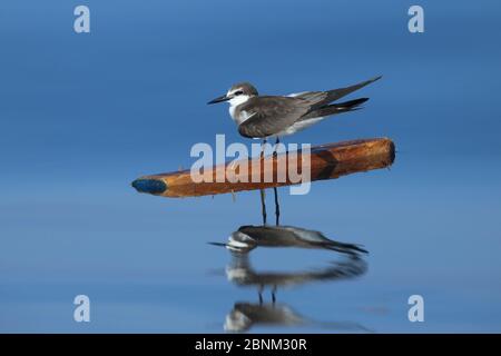 Sterne bridée (Onychopion anaetpetus) sur le bois flottant dans la mer, réflexion intéressante, Oman, novembre Banque D'Images