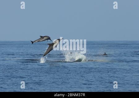 Dauphin commun à bec long (Delphinus capensis tropicalis) deux breakage, Oman, décembre Banque D'Images