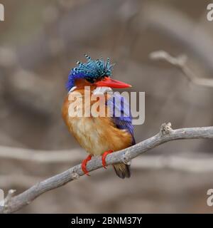 Malachite kingfisher (Corythornis cristata) perché sur la branche et avec la crête relevée, Oman, février Banque D'Images