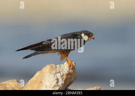 Amur falcon (Falco amurensis) femelle sur la roche, Oman, mai Banque D'Images